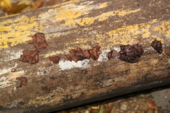 Anthracophyllum archeri