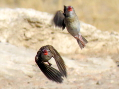 Quelea quelea lathamii