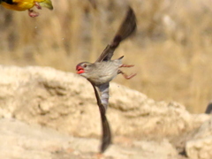 Quelea quelea lathamii