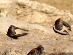 Quelea quelea lathamii