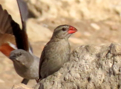 Quelea quelea lathamii