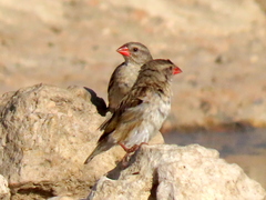 Quelea quelea lathamii