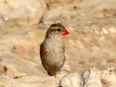 Quelea quelea lathamii