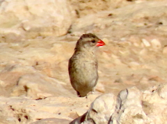 Quelea quelea lathamii