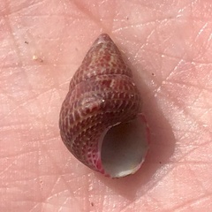 Prothalotia pulcherrima