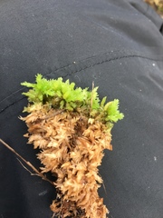 Sphagnum compactum