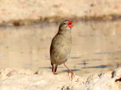 Quelea quelea lathamii