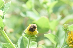 Euphoria subtomentosa