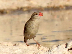 Quelea quelea lathamii