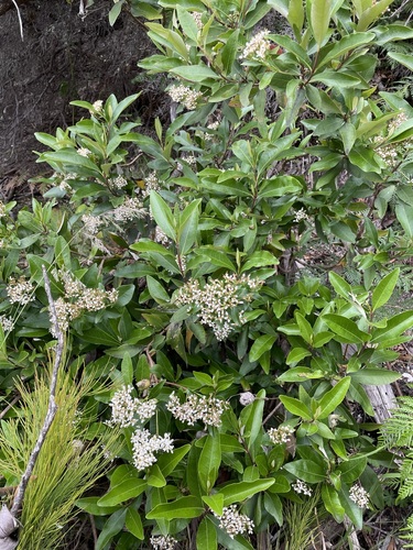 Image of Olearia viscosa by (c) Matt Berger, some rights reserved (CC BY)