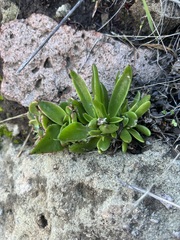 Dudleya lanceolata