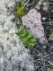 Dudleya lanceolata