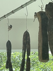 Aegithalos concinnus