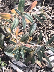 Hypericum prolificum