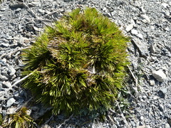 Aciphylla montana