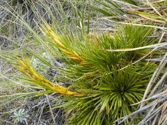 Aciphylla montana