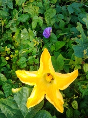 Cucurbita moschata