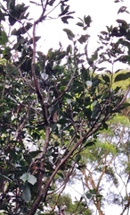 Itea parviflora