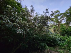 Itea parviflora