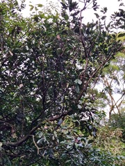 Itea parviflora