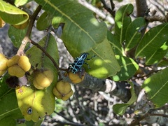 Chrysolopus spectabilis