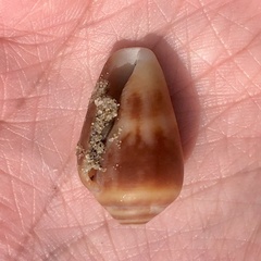 Conus anemone