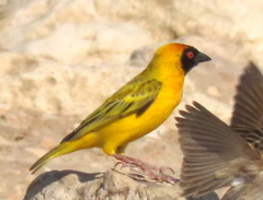 Ploceus velatus caurinus