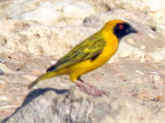 Ploceus velatus caurinus