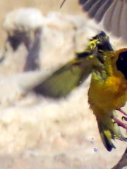 Ploceus velatus caurinus
