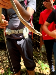 Dendrelaphis grandoculis