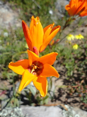 Ixia dubia
