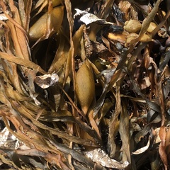 Phyllospora