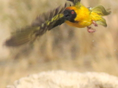 Ploceus velatus caurinus