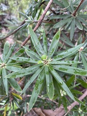 Cyathodes platystoma