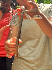 Dendrelaphis grandoculis