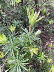 Cyathodes platystoma