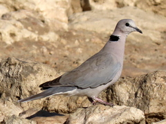 Streptopelia capicola damarensis