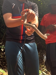 Dendrelaphis grandoculis