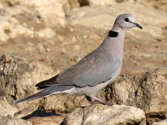 Streptopelia capicola damarensis