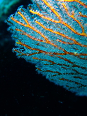 Melithaea ochracea