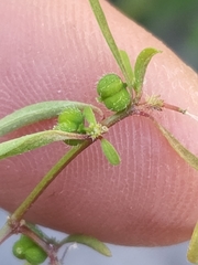 Euphorbia bilobata
