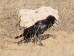 Corvus capensis capensis