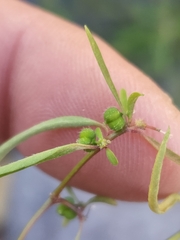 Euphorbia bilobata