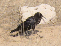 Corvus capensis capensis