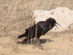 Corvus capensis capensis