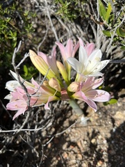 Ammocharis longifolia
