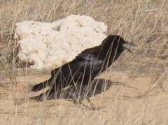 Corvus capensis capensis