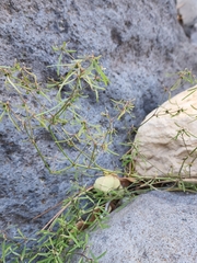 Euphorbia bilobata