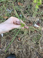 Cyperus aggregatus