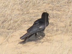 Corvus capensis capensis